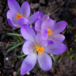 Crocus
