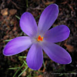 Crocus