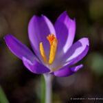 Crocus