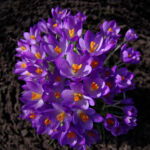 Crocus
