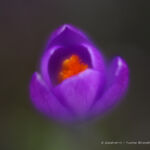 Crocus