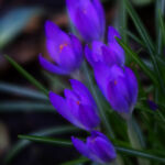 Crocus