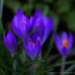 Crocus
