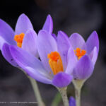 Crocus
