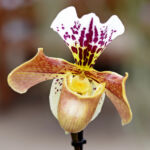 Orchid