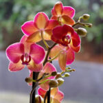 Orchid
