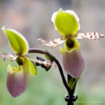 Orchid