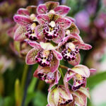 Orchid