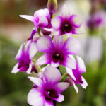 Orchid
