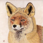 Fox in winter fur