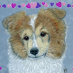 Sheltie puppy